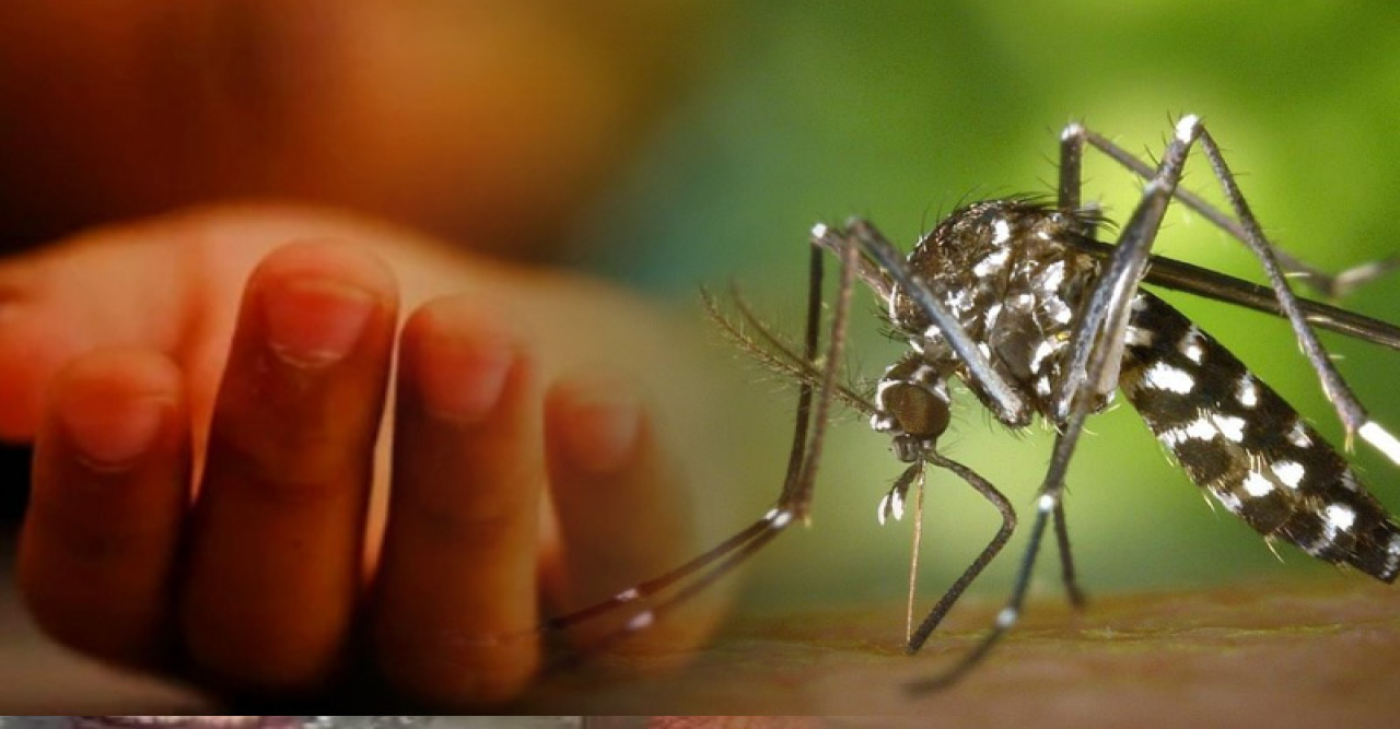 ডেঙ্গুতে আরো ৩ মৃত্যু
