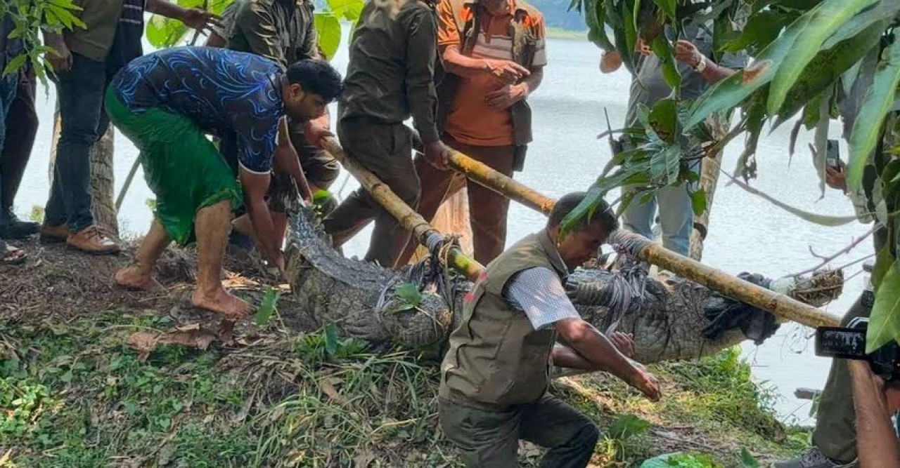 শেষ হলো সাড়ে ছয় শতকের ঐতিহ্য! খানজাহান আলী (রহ.) মাজার দিঘি থেকে সরানো হলো শেষ কুমির