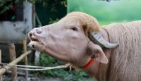 বাংলাদেশে কোরবানি হতে যাচ্ছে ‘ডোনাল্ড ট্রাম্প’, দ্য টেলিগ্রাফের খবর