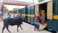 কোরবানির পশু পরিবহনে এবারও বিশেষ ট্রেন