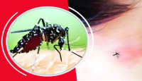 ডেঙ্গুতে আরো ৩ মৃত্যু, হাসপাতালে নতুন ভর্তি ৪৭৭